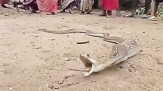 Indian village snake