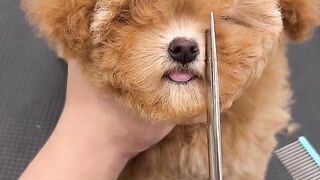 Pet love????