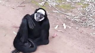 ????Biker save a spider monke