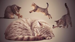 Explore the Many Benefits of Owning a Cat