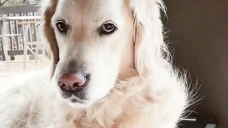 Stranger #goldenretriever #happydog #doglovers #babygirl #cute #dogcomedy #dogcomedy