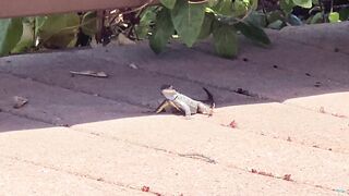 Somehow caught a lizard eating a wasp on video
