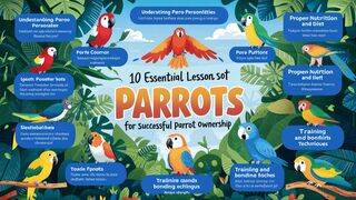 10 Lessons About Parrots You Need To Learn To Succeed