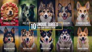 10 Most Unique Dog Breeds You Never Knew Existed!