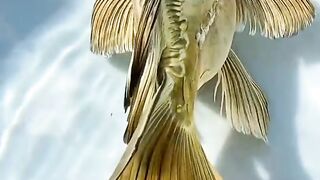 New beautiful fish video and ultra 4K video only fish video free video