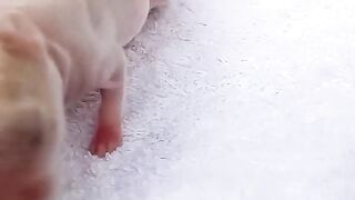 Babby rabbit