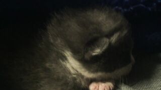 Newborn Kitten Purrs Like a Buzzsaw