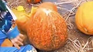 Funny Videos Continued