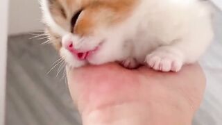 kitten sleep on hands