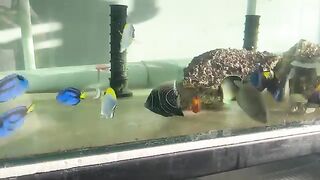 Aquarium hobby