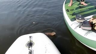 Squirrel Use a Lady as a Springboard