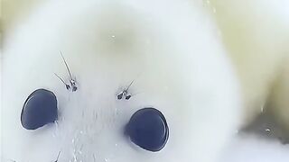 Seal baby
