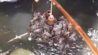 Crab catching