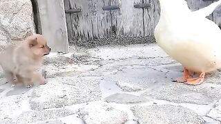 An orphan dog and a duck