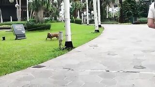 Robot Anjing memangnya bisa apa dan secanggih apa