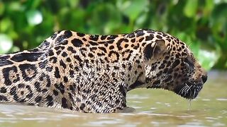 #5 the tiger in the water looking for something to eat