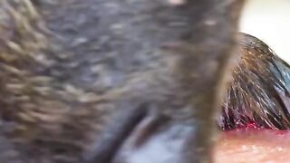 Bear and salmon