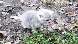First bath and Feeding a weak street kitten - Whole story