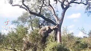 Elephant hunti tree