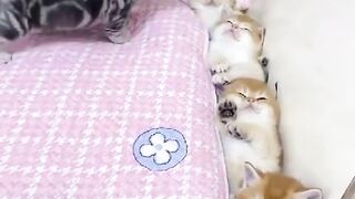 Kitten together