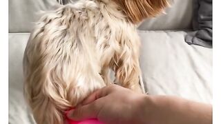 Cute funny dog | playing with dog | animal lovers
