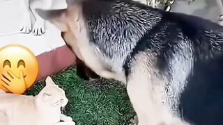 The end dog is funny
