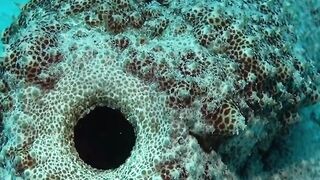 How much do sea cucumbers pee?