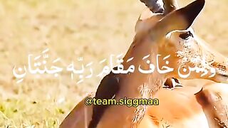 Surah Rehman
