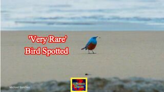'Very rare' bird spotted in Oregon, first reported sighting in US history