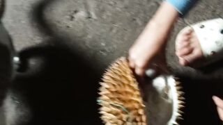Kucing makan durian