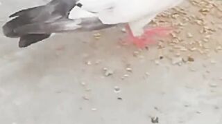 cute pigeon pigeon lover