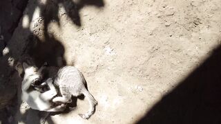 Kitten Summo