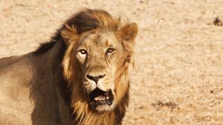 #5Lion the king of the jungle