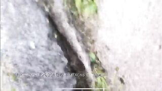Unarmed man successfully fended off aggressive bear because he had the higher ground