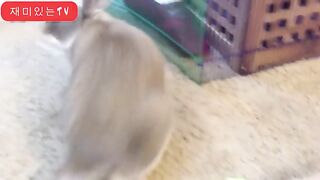 Funny bunny