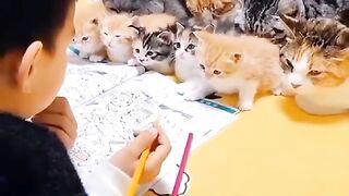Friendship with kittens