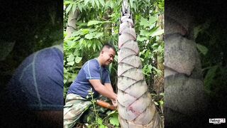 Cutting the world's largest bamboo shoot