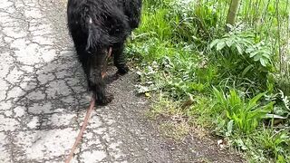 Walking in the nature
