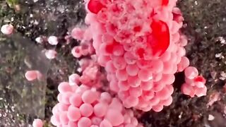 Satisfying Snail eggs crushing
