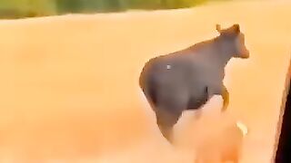 এটা কী ছিলো ভাই