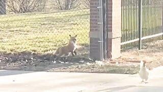The prank is done with this fox