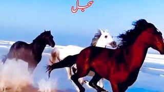 پیارے نبی کے گھوڑوں کے نام