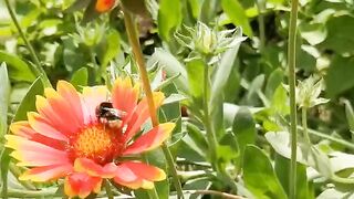 FLOWER 14,United States, Canada, Australia, UK