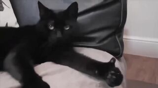 Cute animals 1