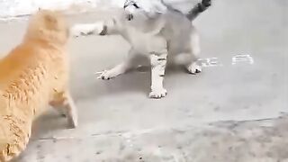 Cats  Fight
