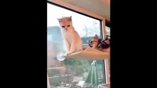 FUN WITH ANIMALS / Funny cats / Dogs / Funny animals