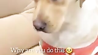 Cute dog funny video