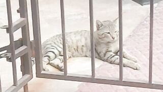 Nice cat