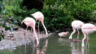 #5Flamingo, Rosa, Animal. De utilização