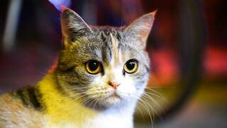 Cute Cats????????????